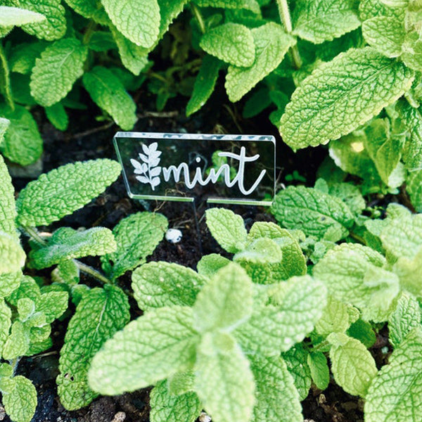 Durable Garden Stakes, Great as Kitchen Herb Signs, Succulent Plant Labels, Small Vegetable Planter Markers, Gift for Gardening Lover